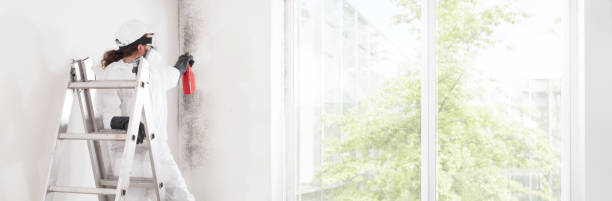 Best Basement Mold Removal  in The Plains, OH